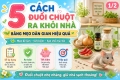 5 Cách Đuổi Chuột Ra Khỏi Nhà Bằng Mẹo Dân Gian Hiệu Quả