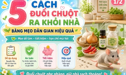 5 Cách Đuổi Chuột Ra Khỏi Nhà Bằng Mẹo Dân Gian Hiệu Quả